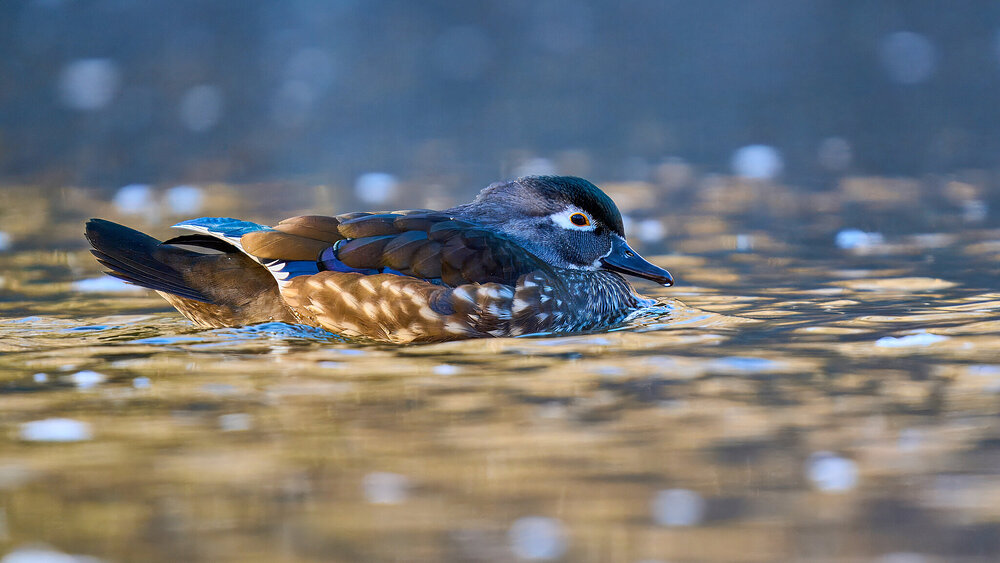 Wood Duck - Brandywine - 03022025 - 08 - rDN.jpg