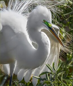 DSC00804 Great egret  GL  M.jpg