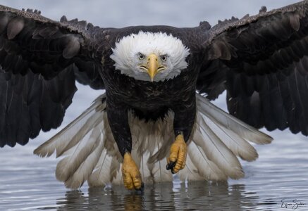 bald eagle3s.jpg