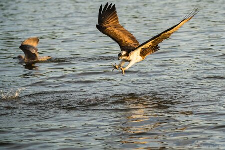 Osprey 1.jpg