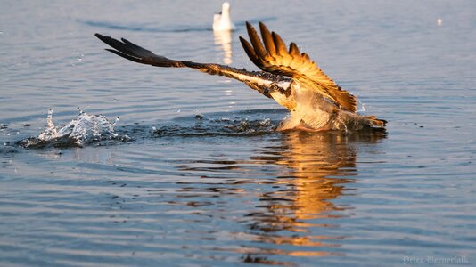 Osprey 3.jpg