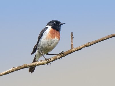 Stonechat.jpg