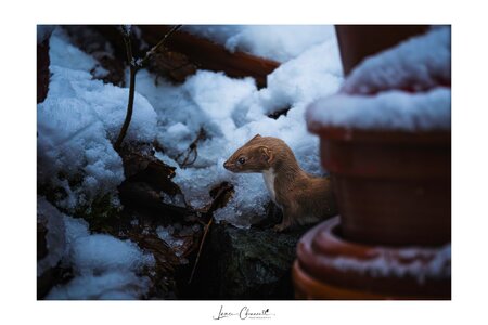 Stoat (Hermelin) 3 with signature frame - 02.01.2025.jpg