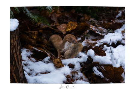 Stoat (Hermelin) with signature frame - 02.01.2025.jpg