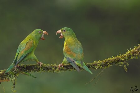 Orange-chinned-Parakeet-20841.jpg