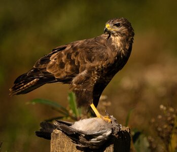 Buzzard_-3.jpg