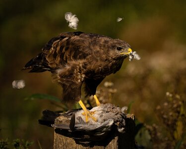 Buzzard_-4.jpg