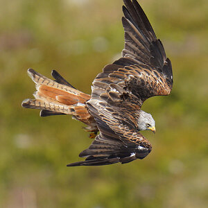 Red Kite