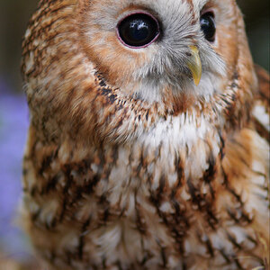 Tawny Owl