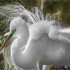 Great egret withmating color and plumage  M.jpg