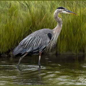 0058 Blue Heron Sept 9  M.jpg