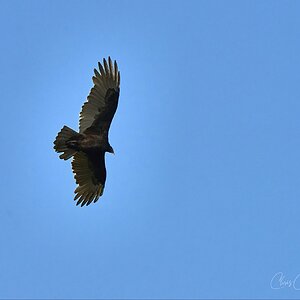 Black Vulture heading home