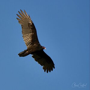 Turkey Vulture gliding down