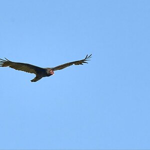 Turkey Vulture in flight