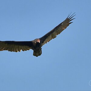 Turkey Vulture in flight 2