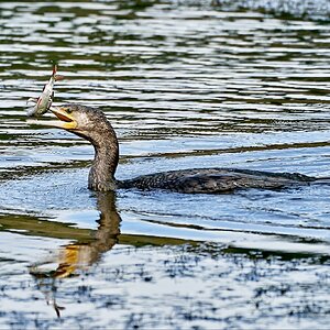 Cormorant with fish supper