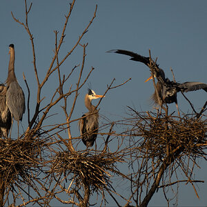 Herons