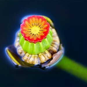 Spatterdock-Flower-BLUER-_7R45304-Indian-Lake-Estates----FL-1.jpg