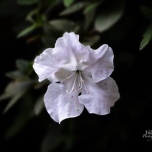 White Azalea 3FB.jpg