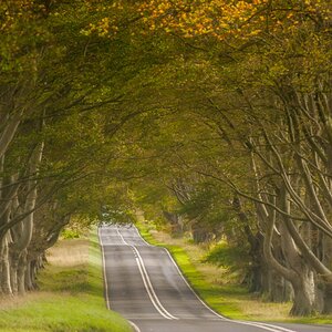 Beech Trees-11-Edit.jpg