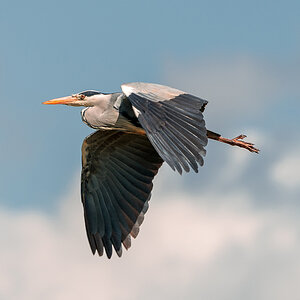 Sooaring Heron 12@ Prestwick April.jpg