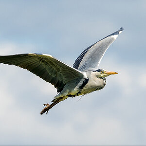 Soaring Heron4@ Prestwick April.jpg