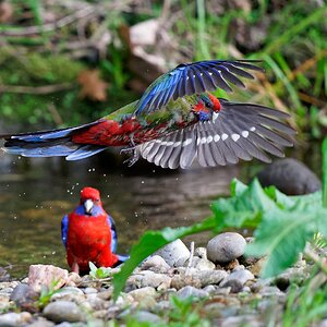 Crimson Rosella imm IF 3.jpg