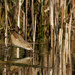 Australian Reed Warbler (28).jpg