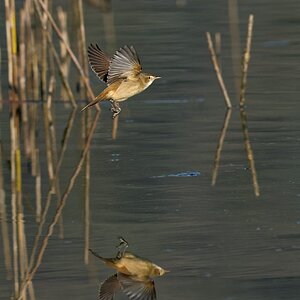 Australian Reed Warbler IF (5).jpg