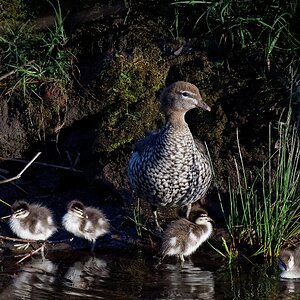 Australian Wood Duck f and chicks (6).jpg