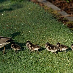 Australian Wood Duck f and chicks (20).jpg