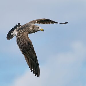 Pacific Gull imm yr 2 Denmark WA.jpg