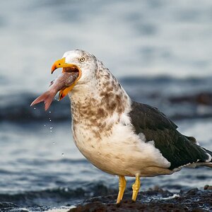 Pacific Gull eating a fish (4).jpg