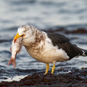 Pacific Gull eating a fish (13).jpg