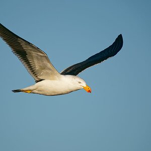 Pacific Gull IF (6).jpg