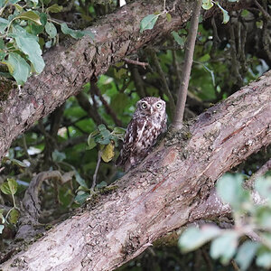 littleowl3.jpg