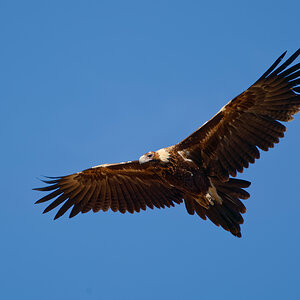 Wedge-tailed Eagle IF (10).jpg