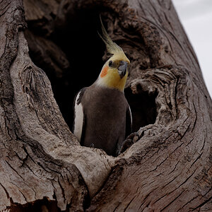 Cockatiel m (3).jpg