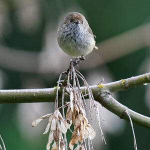 Brown Thornbill q (6).jpg