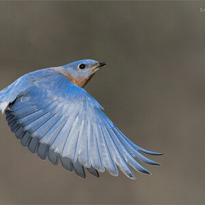 7R407841 Eastern bluebird in Flight 1600 share .jpg