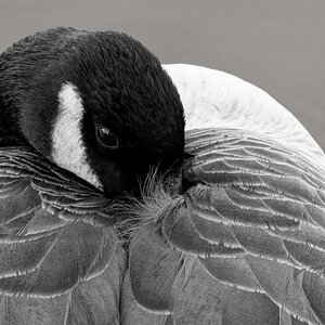 Warming My Beak 2 (B&W).jpg