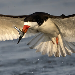 Black Skimmer with fish S.jpg