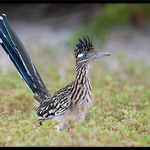 DSC04605-Roadrunner-46.jpg