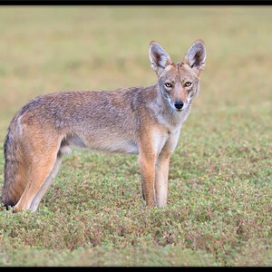 DSC04248-Coyote-46.jpg