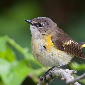 American-Redstart-(3t).jpg