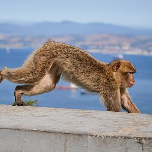 barbary ape 2022.jpg