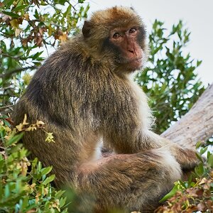 barbary ape 2022 8.jpg