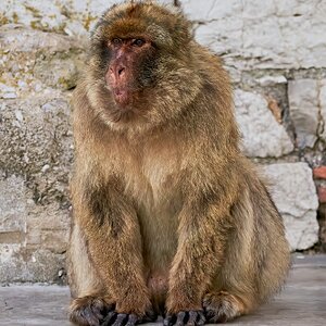 barbary ape 2022 9.jpg