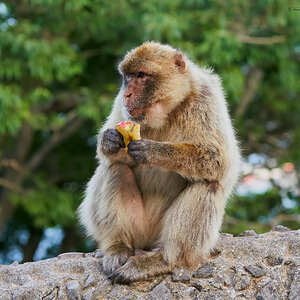 barbary ape 2022 4.jpg