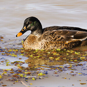 Renmark 21-07-2022 (772).JPG